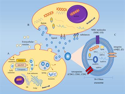 Regulatory mechanism and promising clinical application of exosomal circular RNA in gastric cancer